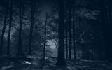 Dark_forest_by_sonnenradbanner